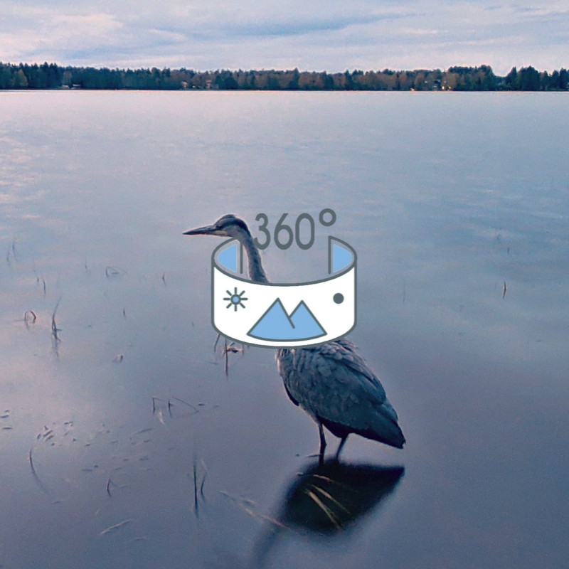 A heron and its friends